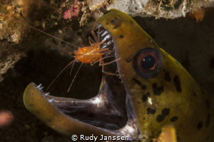 Moray with cleaning shrimp by Rudy Janssen 